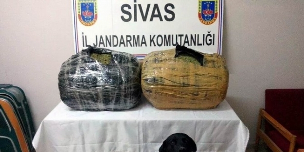 Gürün’de 35 Kilo Esrar Ele Geçirildi
