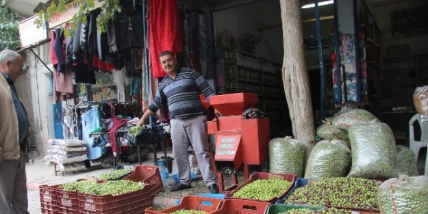 Kilislilerin Sofralık Yeşil Zeytin Telaşı