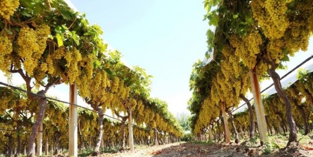 Sarıgöl’ün Gerdanlık Gibi Üzümleri Alıcı Bekliyor