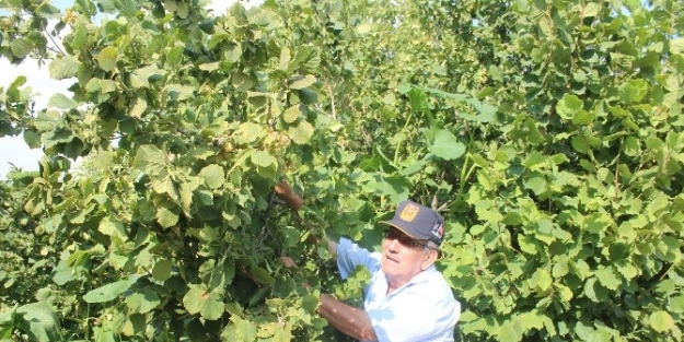 Beyşehir’de Fındık Üretimi Yaygınlaşıyor