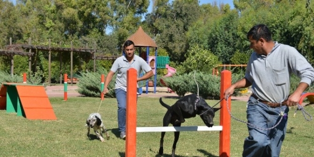 Konyaaltı’nda Sokak Köpekleri İçin Eğitim Parkuru