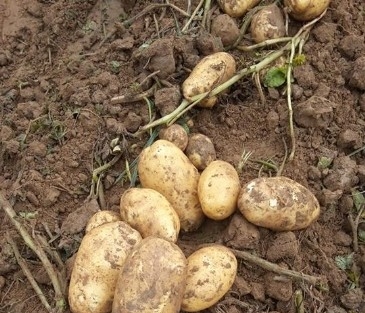 Ödemiş’te 2014’ün İlk Güz Patatesi Çikti