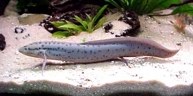 Büyük talihsizlik! Anüsünden balık girdi!