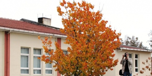 Ağaç Yapraklarında Renk Cümbüşü