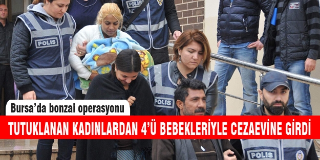 Bonzai satıcıları bebekleriyle cezaevinde!