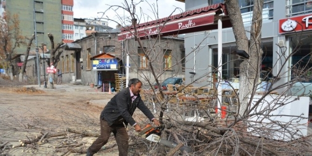 Kars Belediyesi Ağaçları Buduyor