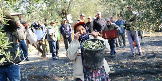Ayvalık’ta Zeytin Toplama Yarışması