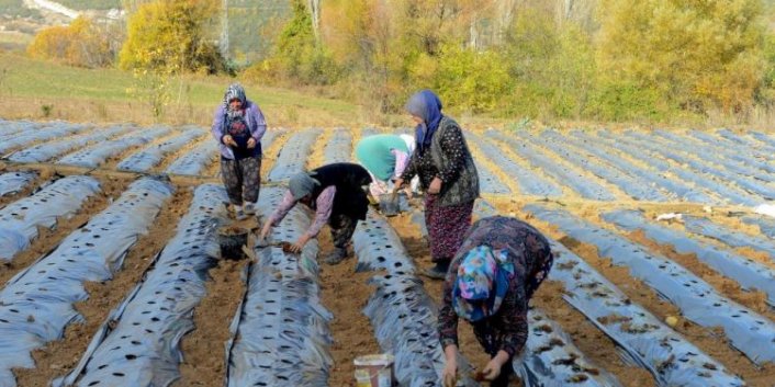 Nilüfer Belediyesi’nden kadın üreticilere 100 bin çilek fidesi