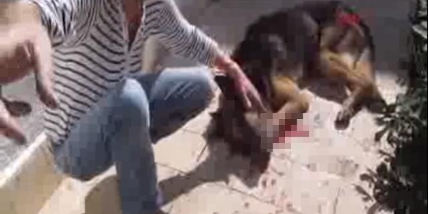 Köpeğini işkenceyle öldüren adam serbest bırakıldı!