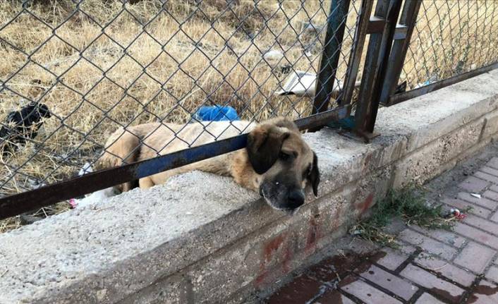 Tellere sıkışan köpeği kurtarmak için ekipler yoğun çaba harcadı!