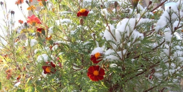 Oltu’da Kar Sürprizi