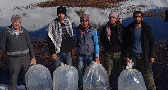 Hakkari’de İki Ayrı Gölete Aynalı Ve Pullu Sazan Bırakıldı