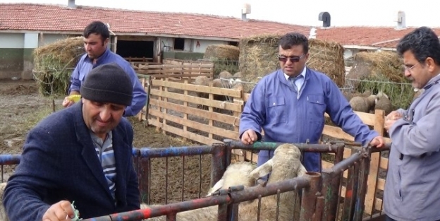 Damızlık Koç Ve Teke Desteğinden İlk Yararlanan İl Aksaray Oldu