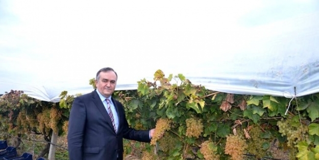 Mhpli Akçay, Üzümcünün Dertlerini Dinledi