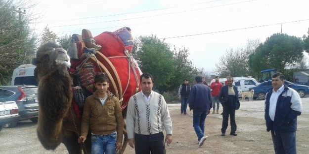 Güreş Develerine Törenle Havut Kondu