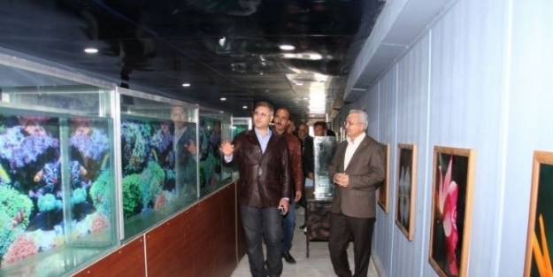 Erzincan Hayvan Barınağına Akvaryum Konuluyor