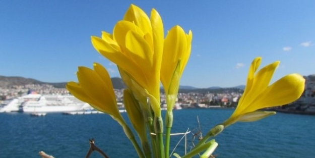 Kuşadası’nda Sonbahar Güzelleri Açtı