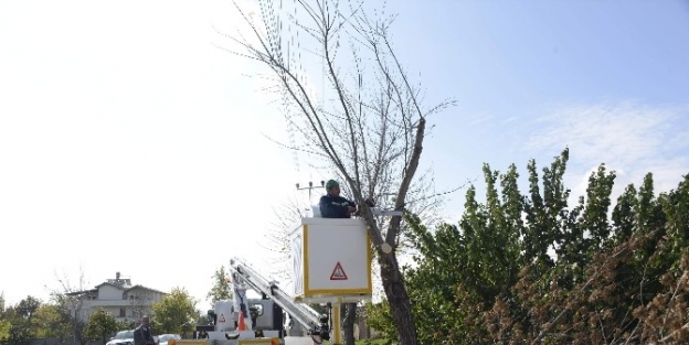 Meram’da Anıt Ağaçların Kış Bakımı Yapılıyor