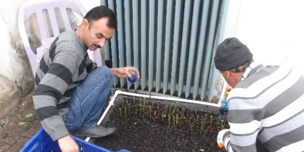 50 Bin Adet Gül Fidesi Yetiştiriliyor