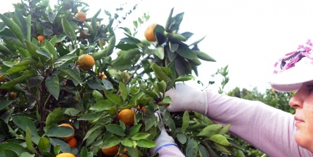 Seferihisar, 15. Mandalina Şenliğine Hazır