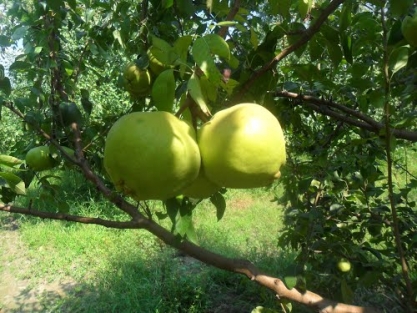 Deveci armudu markalaşıyor