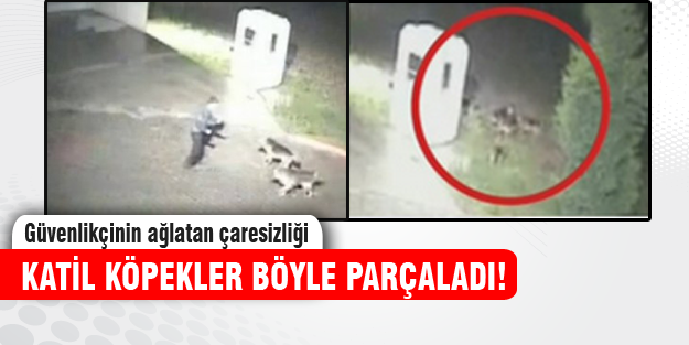 Katil köpekler böyle parçaladı