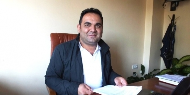 Burhaniye’de Fıstıkçamı Kozalağı İhalesi