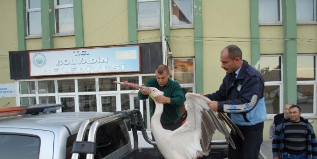 Yaralı Pelikana Zabıta Sahip Çikti