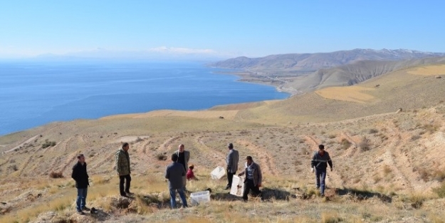 Belediye Başkanı Gürsoy, İşçilerle Birlikte Fidan Dikti