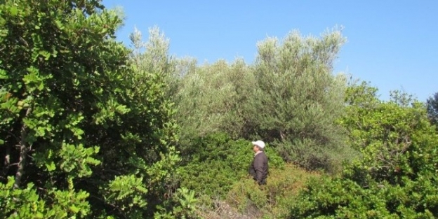 Milli Park’ta Zeytin Toplama Tartışması