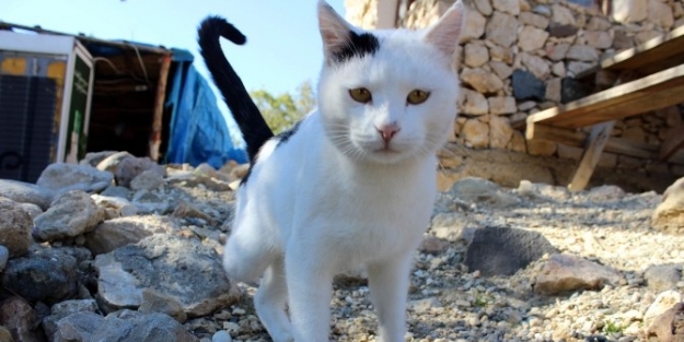 Üç Ayaklı Kedi İlgi Odağı Oldu