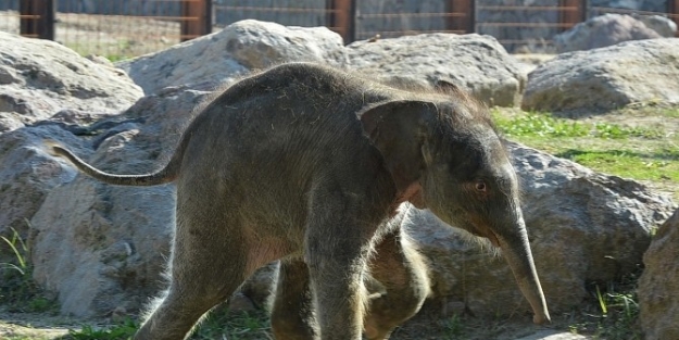 Anne Ve Ablayla İlk Deneyim