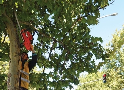 Ankara Büyükşehir’den Ağaçlara Bakım Ve Budama