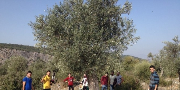 Didim’de “tarladan Usta Ellere” Etkinliği Yapıldı