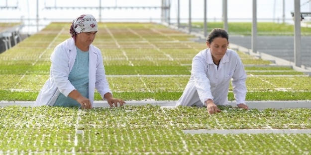 Muratpaşa Belediyesi 60 Bin Adet Menekşe Dikimi Gerçekleştirdi