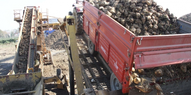 İnegöl'de pancar üretimi arttı!