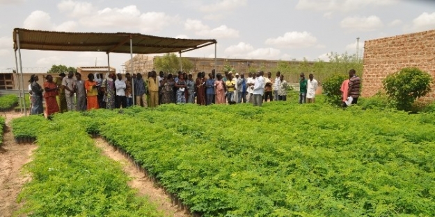 Burkina Faso’da 100 Bin Moringa Oleifera Ağacı Yetiştirilmesi Projesi’ninüçüncü Aşamasına Geçildi