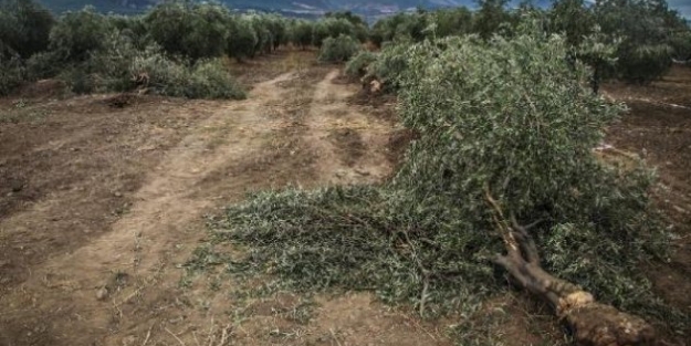 Danıştay'dan Yırca'ya müjdeli haber