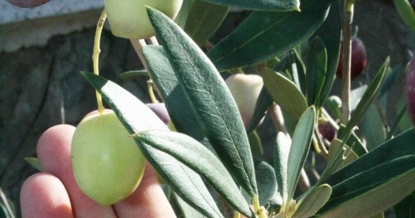 Kapıdağ Bölgesinde Zeytin Tavan Fiyatları Belli Oldu