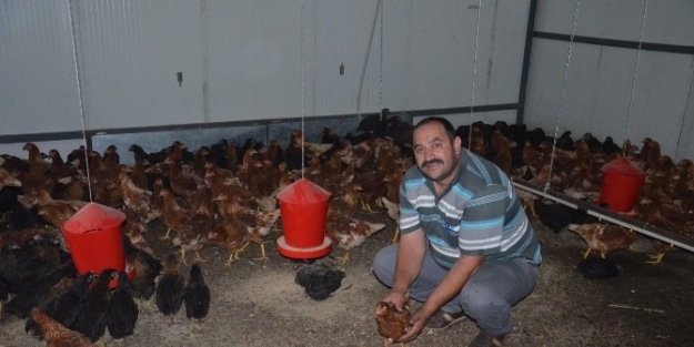 Fındık Olmayınca Tavuk Üretimine Başladı