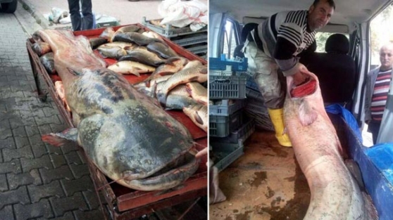 Barajdan çıkan balık şok etti!