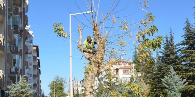 Ereğli’de Ağaç Budama Çalişmalari