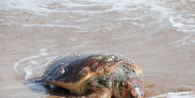 Didim’de Sahile Ölü Caretta Caretta Vurdu