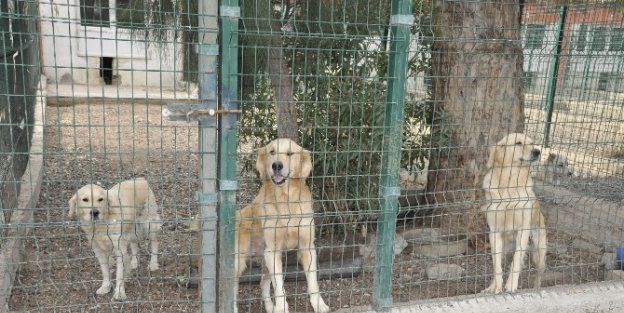Aliağa Belediyesi Sokak Hayvanlarının Yaralarını Sarıyor