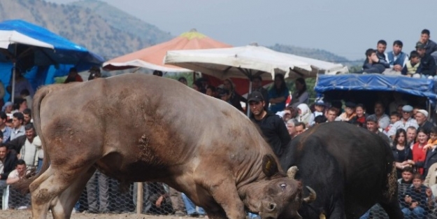 Ege’nin Boğaları Atçalı Gençler İçin Güreşti