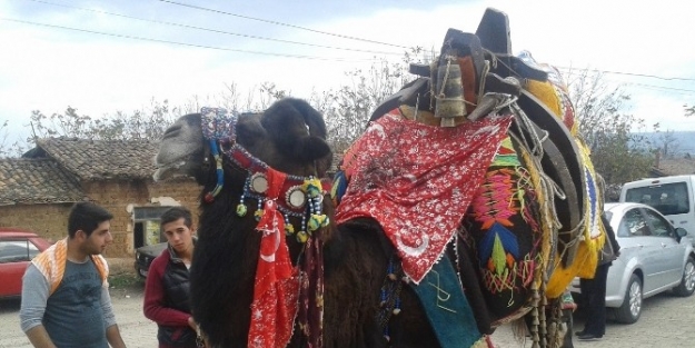 Yenice’de Güreş Develerine Törenle Havut Giydirildi