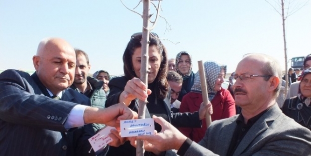 Ak Parti Fidan Dikti