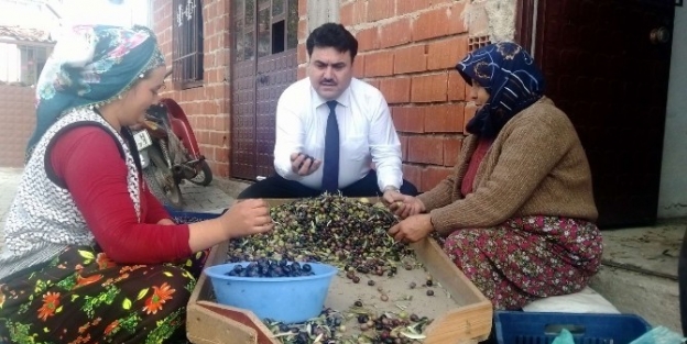 Havran’da Başkan Tayfa İle Zeytin Ayıkladı