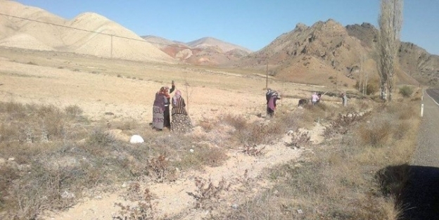 Oltu-ardahan Karayolu Yeşile Bürünecek