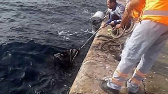 Boğaz'da yaban domuzu operasyonu